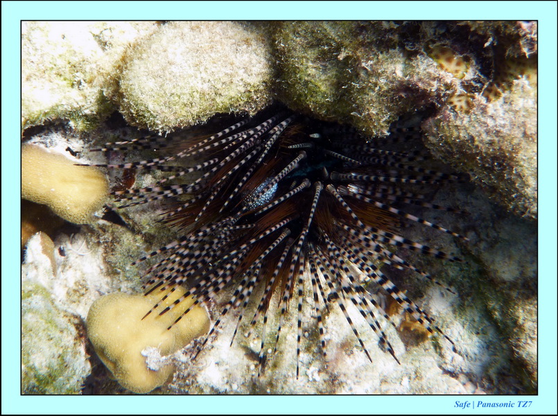 2009    07    Manatabuan 11